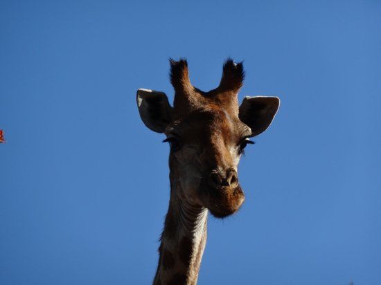 Groenkloof Nature Reserve